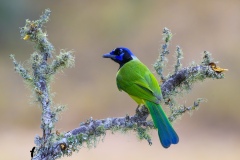 DSC_2364-Green-Jay-copy