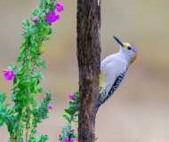 DSC_2485-Golded-fronted-Woodpecker-copy
