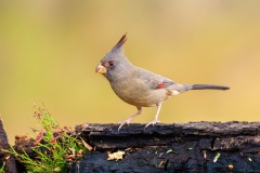 DSC_3199-Pyrrhuloxia-1-copy