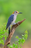DSC_3504-Golden-Fronted-Woodpecker-copy