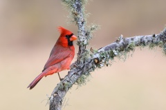 DSC_3570-Northern-Cardinal-copy