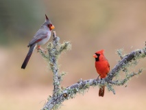 DSC_3615-Pyrrhuloxia-and-northern-cardinal-copy