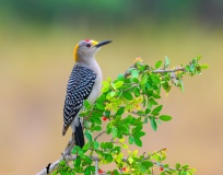 DSC_5099-Golden-Front-Woodpecker-copy